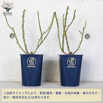 Amazon.co.jp: ITANSE 薔薇苗 ブルーフォーユー 4号角鉢 1